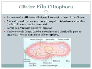 Ciliados: Filo Ciliophora
 Batimento dos cílios contribui para locomoção e ingestão de alimento.
 Alimento levado para o sulco oral, no qual o cistóstoma se localiza
(onde o alimento penetra na célula)
 Forma-se o vacúolo digestivo- digestão
 Vacúolo circula dentro da célula e o alimento é distribuído para as
organelas. Restos eliminados pelo citopígeo.
 