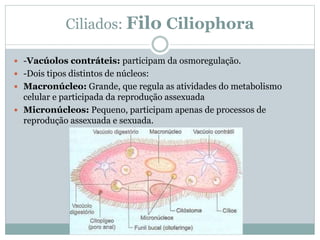 Ciliados: Filo Ciliophora
 -Vacúolos contráteis: participam da osmoregulação.
 -Dois tipos distintos de núcleos:
 Macronúcleo: Grande, que regula as atividades do metabolismo
celular e participada da reprodução assexuada
 Micronúcleos: Pequeno, participam apenas de processos de
reprodução assexuada e sexuada.
 