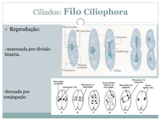 Ciliados: Filo Ciliophora
 Reprodução:
-Assexuada por divisão
binária.
-Sexuada por
conjugação
 