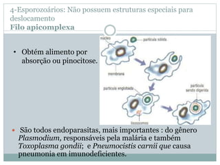 4-Esporozoários: Não possuem estruturas especiais para
deslocamento
Filo apicomplexa
 São todos endoparasitas, mais importantes : do gênero
Plasmodium, responsáveis pela malária e também
Toxoplasma gondii; e Pneumocistis carnii que causa
pneumonia em imunodeficientes.
• Obtém alimento por
absorção ou pinocitose.
 