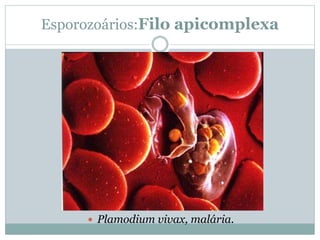 Esporozoários:Filo apicomplexa
 Plamodium vivax, malária.
 