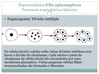 Esporozoários:Filo apicomplexa
Processos reprodutivos básicos:
 Esquizogonia/ Divisão múltipla
Na célula inicial o núcleo sofre várias divisões mitóticas sem
haver a divisão do citoplasma. Cada núcleo e parte do
citoplasma da célula inicial são circundados por uma
membrana plasmática. Várias pequenas células filhas
mononucleadas são formadas e liberadas.
 
