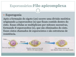 Esporozoários:Filo apicomplexa
 Esporogonia
Após a formação do zigoto (2n) ocorre uma divisão meiótica
originando 4 esporozoítos (n) que ficam contido dentro do
cisto. Essas células se multiplicam por mitoses sucessivas,
formando 8 esporozoítos (n), que são eliminados do cisto.
Esses cistos chamados de esporocistos e são estruturas de
resistência.
 