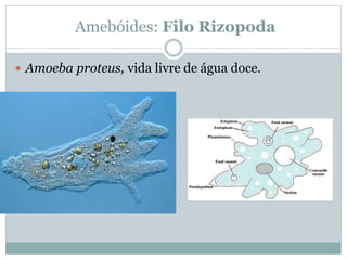 Amebóides: Filo Rizopoda
 Amoeba proteus, vida livre de água doce.
 