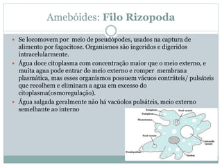 Amebóides: Filo Rizopoda
 Se locomovem por meio de pseudópodes, usados na captura de
alimento por fagocitose. Organismos são ingeridos e digeridos
intracelularmente.
 Água doce citoplasma com concentração maior que o meio externo, e
muita agua pode entrar do meio externo e romper membrana
plasmática, mas esses organismos possuem vácuos contráteis/ pulsáteis
que recolhem e eliminam a agua em excesso do
citoplasma(osmoregulação).
 Água salgada geralmente não há vacúolos pulsáteis, meio externo
semelhante ao interno
 