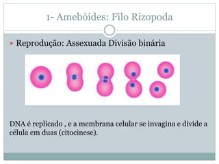 1- Amebóides: Filo Rizopoda
 Reprodução: Assexuada Divisão binária
DNA é replicado , e a membrana celular se invagina e divide a
célula em duas (citocinese).
 