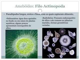 Amebóides: Filo Actinopoda
 Pseudópodes longos, eretos e finos, com os quais capturam alimento.
-Heliozoários: água doce apoiados
no fundo ou em raízes de plantas
aquáticas, alguns poucos
apresentam exoesqueleto de
sílica.
-Radiolários: Possuem endoesqueleto
de sílica e são comuns no plâncton
marinho, formas geométricas
variadas.
 