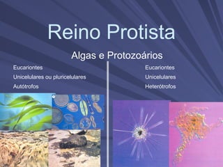 Reino Protista
Algas e Protozoários
Eucariontes
Unicelulares ou pluricelulares
Autótrofos
Eucariontes
Unicelulares
Heterótrofos
 