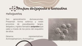 Reino Protista.pdf