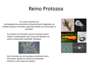 Reino Protista.pptx