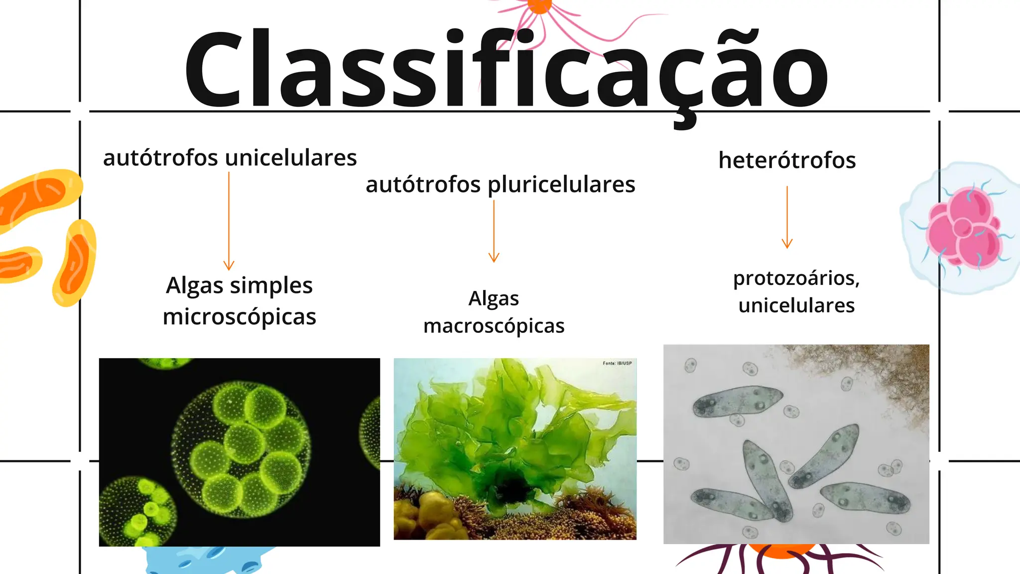 REINO PROTISTA OU PROTOCTISTA - REINO NOS PROTOZOARIOS | PDF