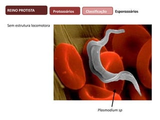REINO PROTISTA

Protozoários

Classificação

Esporozoários

Sem estrutura locomotora

Plasmodium sp

 