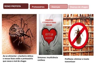 REINO PROTISTA

Protozoários

Ao se alimentar o barbeiro defeca
e nessas fezes estão o protozoário
que causa o mal de chagas

Doenças

Sintomas: Insuficiência
cardíaca

Doença de chagas

Profilaxia: eliminar o inseto
transmissor

 