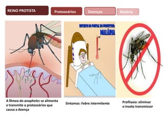 REINO PROTISTA

Protozoários

A fêmea do anopheles se alimenta
e transmite o protozoários que
causa a doença

Doenças

Sintomas: Febre intermitente

Malária

Profilaxia: eliminar
o inseto transmissor

 