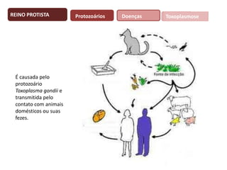 REINO PROTISTA

É causada pelo
protozoário
Toxoplasma gondii e
transmitida pelo
contato com animais
domésticos ou suas
fezes.

Protozoários

Doenças

Toxoplasmose

 