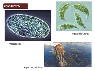 REINO PROTISTA

Algas unicelulares

Protozoários

Algas pluricelulares

 