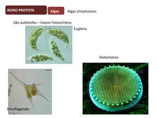REINO PROTISTA

Algas

Algas Unicelulares

São autótrofas – Fazem Fotossíntese
Euglena

Diatomácea

Dinoflagelado

 