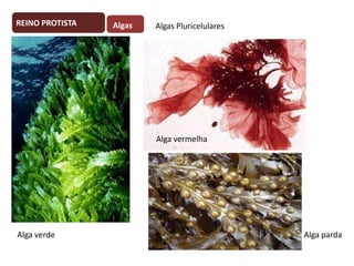 REINO PROTISTA

Algas

Algas Pluricelulares

Alga vermelha

Alga verde

Alga parda

 
