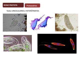 REINO PROTISTA

Protozoários

Todos UNICELULARES e HETERÓTROFOS

 