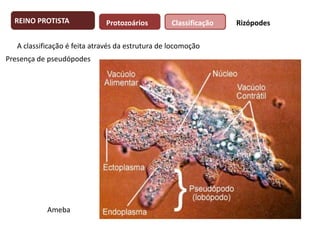 REINO PROTISTA

Protozoários

Classificação

A classificação é feita através da estrutura de locomoção
Presença de pseudópodes

Ameba

Rizópodes

 