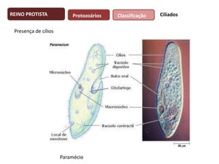 REINO PROTISTA

Protozoários

Presença de cílios

Paramécio

Classificação

Ciliados

 