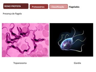 REINO PROTISTA

Protozoários

Classificação

Flagelados

Presença de flagelo

Trypanosoma

Giardia

 