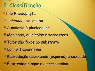 2. Classificação
 Filo Rhodophyta
 rhodos = vermelho
A maioria é pluricelular
Marinhas, dulcícolas e terrestres
Talos são fixos ao substrato
Cor  ficoeritrina
Reprodução assexuada (esporos) e sexuada
É extraído o ágar e a carragenina
 
