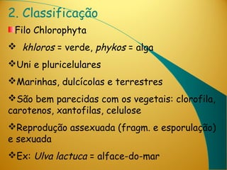 2. Classificação
 Filo Chlorophyta
 khloros = verde, phykos = alga
Uni e pluricelulares
Marinhas, dulcícolas e terrestres
São bem parecidas com os vegetais: clorofila,
carotenos, xantofilas, celulose
Reprodução assexuada (fragm. e esporulação)
e sexuada
Ex: Ulva lactuca = alface-do-mar
 