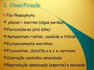 2. Classificação
 Filo Phaeophyta
 phaios = marrom (algas pardas)
Pluricelulares (até 60m)
Apresentam rizóide, caulóide e filóide
Exclusivamente marinhos
Ficoxantina, clotofila a e c e caroteno
Coloração castanho-amarelada
Reprodução assexuada (esporos) e sexuada
 
