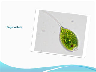 Euglenophyta
 