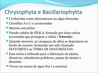 Chrysophyta e Bacillariophytta
Conhecidas como diatomáceas ou algas douradas
Clorofilas A e C e carotenóides
Maioria unicelular
Parede celular de SÍLICA, formada por duas valvas
encaixadas que protegem a célula ( frústula)
Quando morrem, as carapaças de sílica se depositam no
fundo do oceano, formando um solo chamado
DIATOMITO ou TERRA DE DIATOMÁCEAS
Essa rocha é utilizada para a fabricação de tijolos,
abrasivos, substâncias polidoras, pastas de dentes e
dinamite.
Vivem em mares de água fria ( a maioria)
 