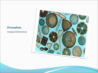 Chrysophyta
Carapaças de diatomáceas
 