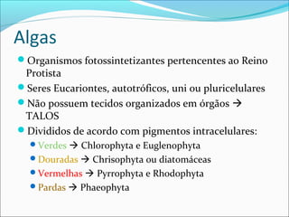 Algas
Organismos fotossintetizantes pertencentes ao Reino
Protista
Seres Eucariontes, autotróficos, uni ou pluricelulares
Não possuem tecidos organizados em órgãos 
TALOS
Divididos de acordo com pigmentos intracelulares:
Verdes  Chlorophyta e Euglenophyta
Douradas  Chrisophyta ou diatomáceas
Vermelhas  Pyrrophyta e Rhodophyta
Pardas  Phaeophyta
 