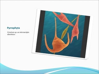 Pyrrophyta
Ceratium sp. ao microscópio
eletrônico
 