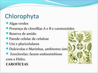 Chlorophyta
Algas verdes
Presença de clorofilas A e B e carotenóides
Reserva de amido
Parede celular de celulose
Uni e pluricelulares
Dulcícolas e Marinhas, ambientes úmidos
 Zooclorelas: fazem endossimbiose
com a Hidra.
CAROFÍCEAS
 