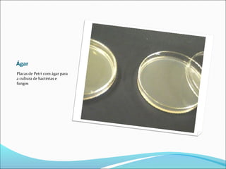 Ágar
Placas de Petri com ágar para
a cultura de bactérias e
fungos
 