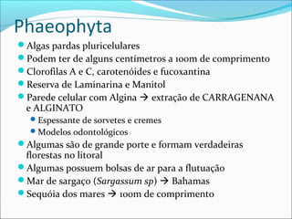 Phaeophyta
Algas pardas pluricelulares
Podem ter de alguns centímetros a 100m de comprimento
Clorofilas A e C, carotenóides e fucoxantina
Reserva de Laminarina e Manitol
Parede celular com Algina  extração de CARRAGENANA
e ALGINATO
Espessante de sorvetes e cremes
Modelos odontológicos
Algumas são de grande porte e formam verdadeiras
florestas no litoral
Algumas possuem bolsas de ar para a flutuação
Mar de sargaço (Sargassum sp)  Bahamas
Sequóia dos mares  100m de comprimento
 