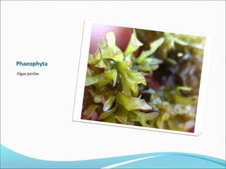 Phaeophyta
Algas pardas
 