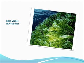 Algas Verdes
Pluricelulares
 