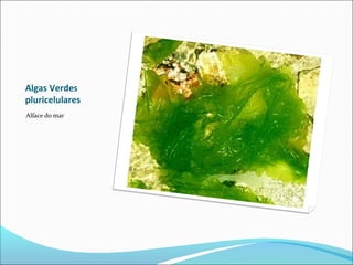 Algas Verdes
pluricelulares
Alface do mar
 