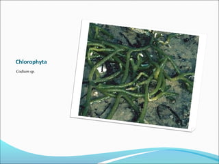 Chlorophyta
Codium sp.
 