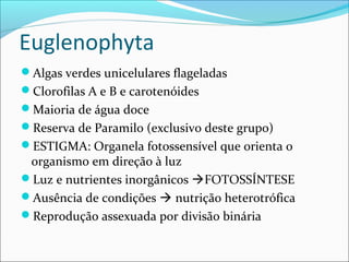 Euglenophyta
Algas verdes unicelulares flageladas
Clorofilas A e B e carotenóides
Maioria de água doce
Reserva de Paramilo (exclusivo deste grupo)
ESTIGMA: Organela fotossensível que orienta o
organismo em direção à luz
Luz e nutrientes inorgânicos FOTOSSÍNTESE
Ausência de condições  nutrição heterotrófica
Reprodução assexuada por divisão binária
 