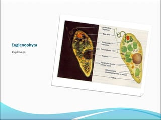 Euglenophyta
Euglena sp.
 