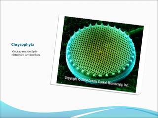 Chrysophyta
Vista ao microscópio
eletrônico de varredura
 