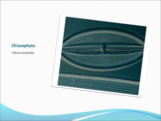 Chrysophyta
Valvas encaixadas
 