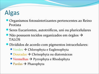 Algas
Organismos fotossintetizantes pertencentes ao Reino
Protista
Seres Eucariontes, autotróficos, uni ou pluricelulares
Não possuem tecidos organizados em órgãos 
TALOS
Divididos de acordo com pigmentos intracelulares:
Verdes  Chlorophyta e Euglenophyta
Douradas  Chrisophyta ou diatomáceas
Vermelhas  Pyrrophyta e Rhodophyta
Pardas  Phaeophyta
 