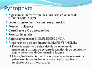 Pyrrophyta
Algas unicelulares vermelhas, também chamadas de
DINOFLAGELADOS
Locomovem-se por movimentos giratórios
Possuem 2 flagelos
Clorofilas A e C e carotenóides
Reserva de amido
Alguns apresentam BIOLUMINESCÊNCIA
Responsáveis pelo fenômeno da MARÉ VERMELHA
Floração excessiva de algas devido ao aumento da
temperatura da água ou excesso de sais devido ao despejo de
esgoto doméstico  Cor vermelha da água
Liberação de substâncias tóxicas que contaminam e matam
peixes e moluscos  Ser humano: diarréias, problemas
respiratórios e cardiovasculares
 
