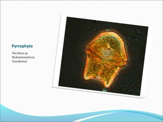 Pyrrophyta
Noctiluca sp.
Bioluminescência
(Luciferina)
 