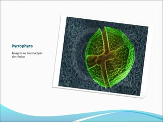 Pyrrophyta
Imagem ao microscópio
eletrônico
 