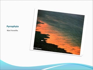 Pyrrophyta
Maré Vermelha
 